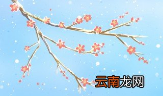 腊梅花什么时候开花，腊梅花什么时候开花 视频