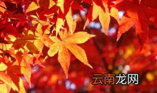 写秋天的优美句子 如何写秋天的优美