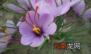 藏红花什么时候开花，藏红花什么时候开花?