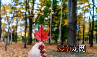 枫叶的优美句子 枫叶的优美句子有哪些