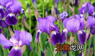 鸢尾什么时候开花 德国鸢尾什么时候开花