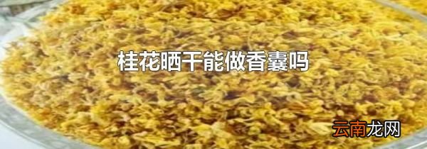 桂花晒干能做香囊吗