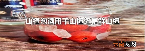 山楂泡酒用干山楂还是鲜山楂