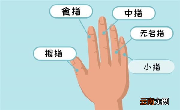 无名指是哪个手指