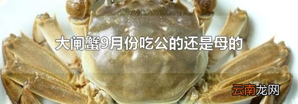 大闸蟹9月份吃公的还是母的