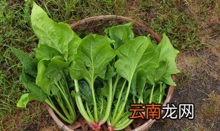 菠菜怎样储存 如何保存菠菜