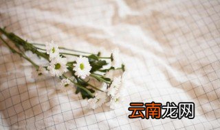 小雏菊开花后怎么养 雏菊开花完后怎么养