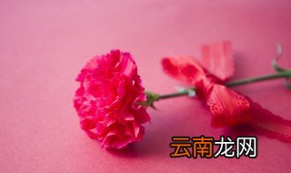 康乃馨开花后怎么养 康乃馨开花后怎么养护