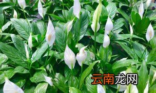 白掌开花后需不需要剪掉 白掌修剪后怎么养开花快