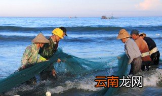 怎么养小鱼 迷你鹦鹉鱼孵出小鱼后怎么养小鱼