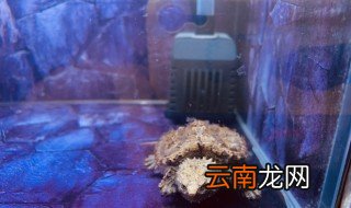 小鳄鱼怎么养，小鳄鱼怎么养不让长大