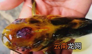 昂刺鱼怎么养 昂刺鱼怎么养在鱼缸里