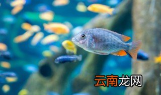 锦鲤鱼苗怎么养 锦鲤鱼苗怎么养 视频