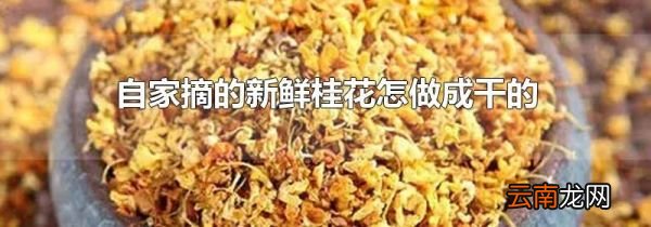 自家摘的新鲜桂花怎做成干的