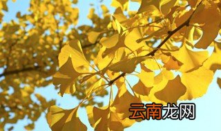 描写银杏叶的优美句子 描写银杏叶的优美句子有哪些呢