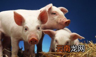 怎么养荷兰猪用喂水吗 怎么养荷兰猪