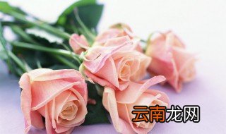 玫瑰鲜花怎么养 玫瑰鲜花怎么养开放度好些