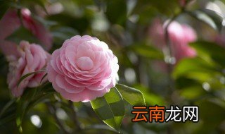 冬天茶花怎么养 冬天的茶花怎么养