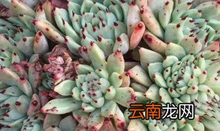 绿爪多肉怎么养 绿爪多肉植物怎么养