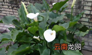 马蹄花怎么养 马蹄花怎样养