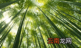 竹子的品质 竹子的品质有哪些