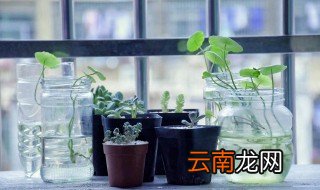 草玉露怎么养 草玉露怎么养殖