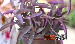 紫藤吊兰怎么养殖 紫吊兰怎么养殖