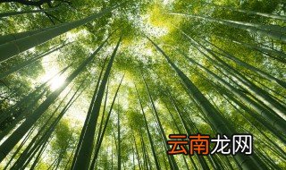 竹子的特点和品质的人 竹子有什么特点和品质的人