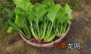 蚝油菠菜炒多久能熟,菠菜可以用蚝油炒吗