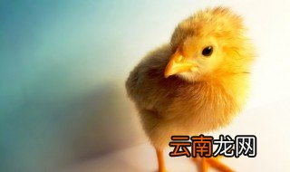 草鸡怎么养 草鸡怎么养容易长大一点
