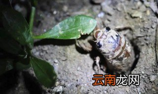 蝉怎么养活 蝉怎么养