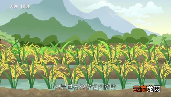 梅西是哪个国家队的 梅西是哪国人