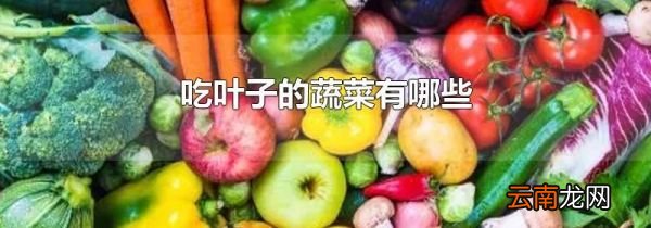 吃叶子的蔬菜有哪些