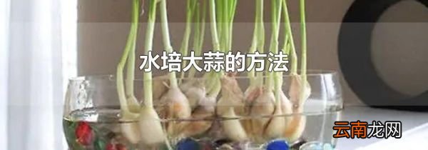 水培大蒜的方法