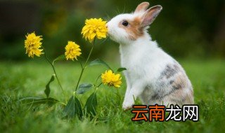兔子好听的名字 关于兔子的好听的昵称