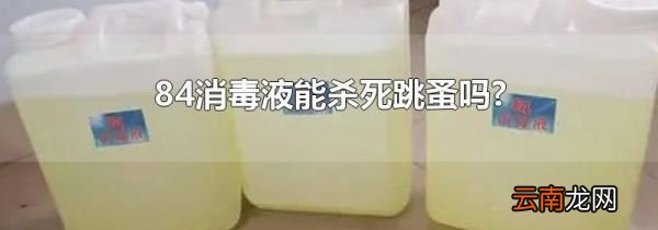 84消毒液能杀死跳蚤吗?