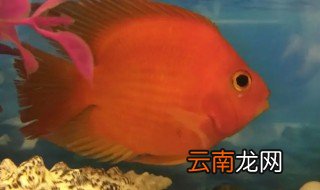 财神鱼怎么养起头 财神鱼怎么养
