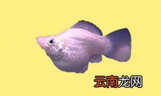 皮球鱼怎么养 皮球鱼怎么养殖