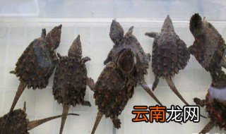 鳄龟苗怎么养 鳄龟苗怎么养刺长的好