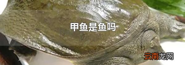 甲鱼是鱼吗