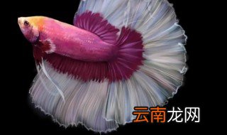 小斗鱼怎么养不会打架 小斗鱼怎么养