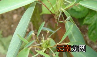 跳舞草怎么养 跳舞草怎么养殖