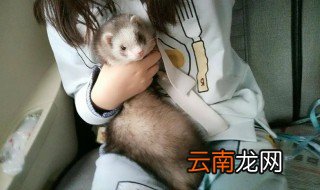 安德鲁雪貂怎么养 雪貂怎么养