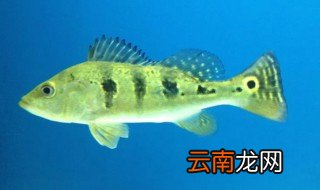 七星刀鱼怎么养 七星刀鱼怎么养在家吃什么