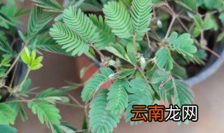 含羞草怎么养殖方法 害羞草怎么养