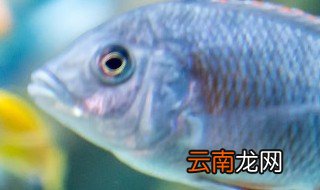 家养热水鱼 热水鱼怎么养