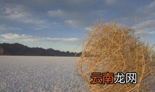 风滚草俗称是什么 风滚草的别称