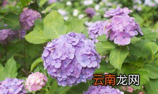 紫阳花花语寓意 紫阳花花语是什么