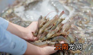 什么鱼吃虾 吃虾的鱼有哪些