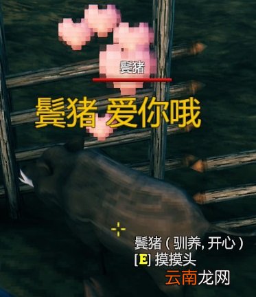 英灵神殿猪能繁殖吗 Valheim英灵神殿猪驯化及喂养方法介绍